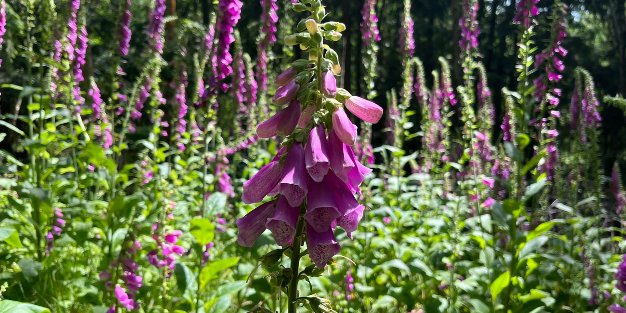 A cluster of vibrant foxgloves in summer