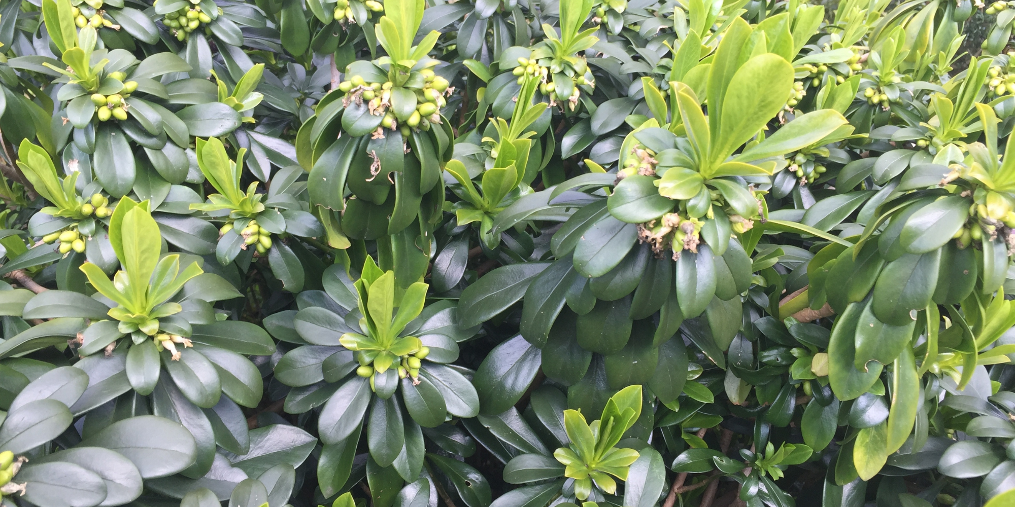 Dense spurge-laurel with small clusters of green berries developing