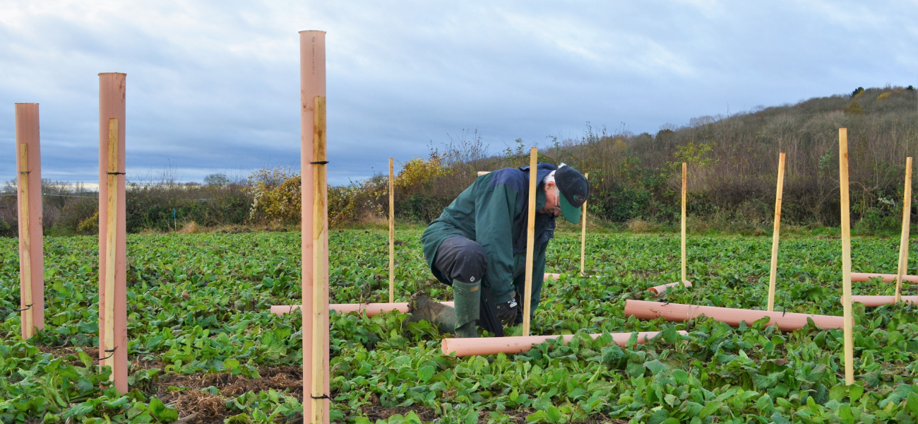 A volunteer tree planting in the Forest