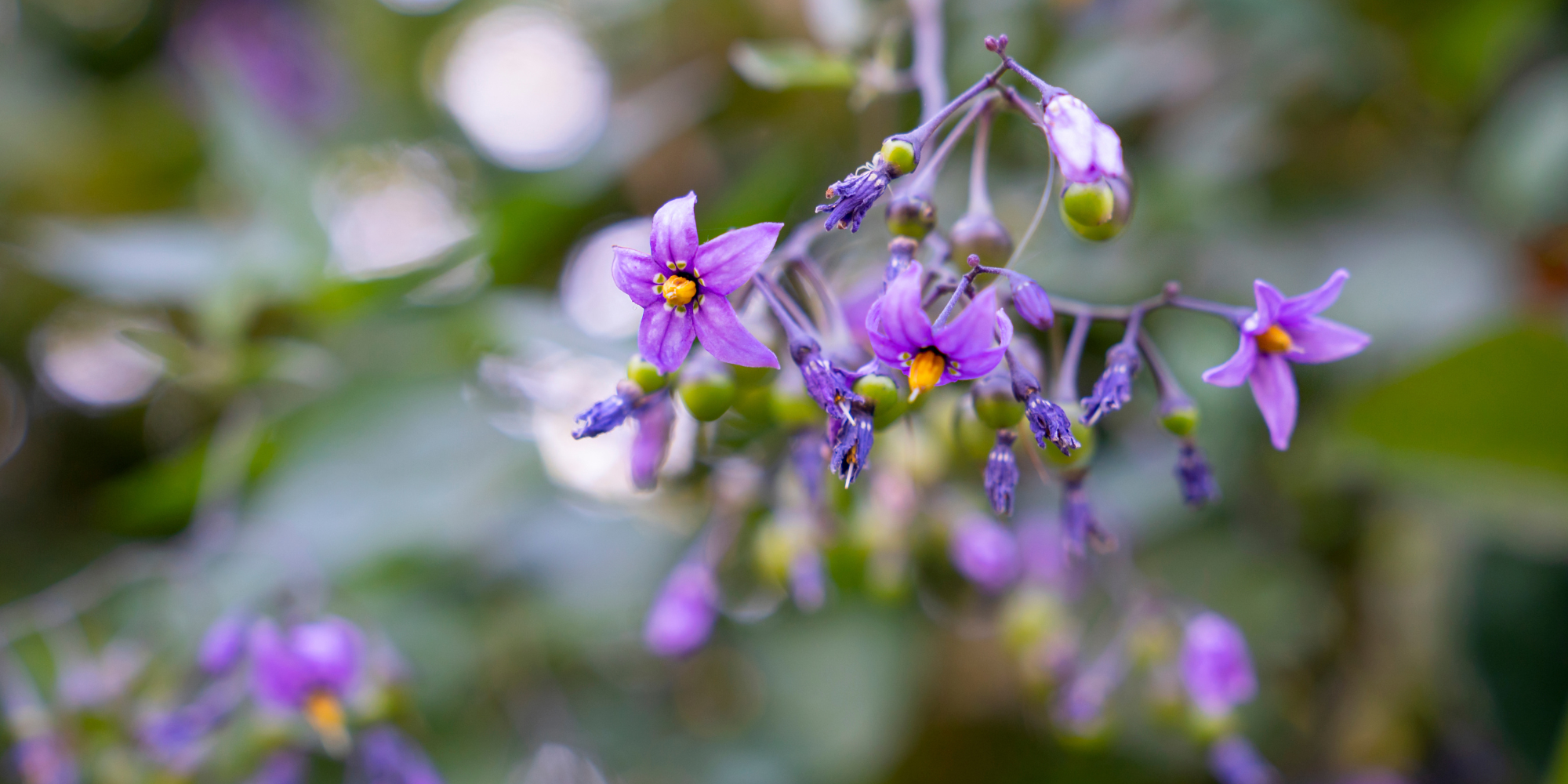 Bittersweet with its small, distinctive star-shaped flowers in summer