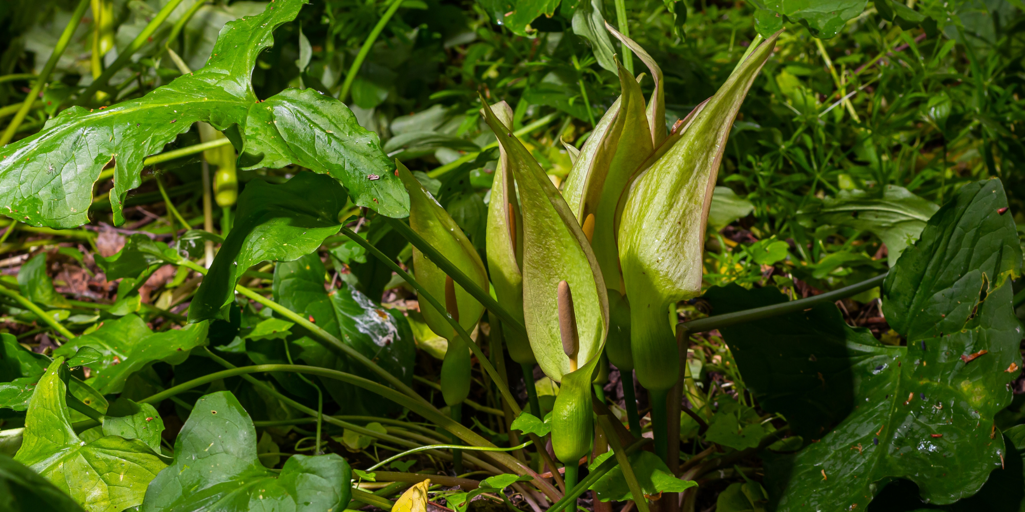 A small group of lords-and-ladies with their distinctive pale green sheaths in spring