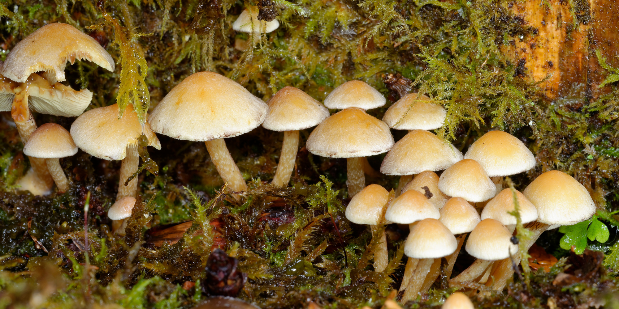 A cluster of sulphur tuft mushrooms in autumn