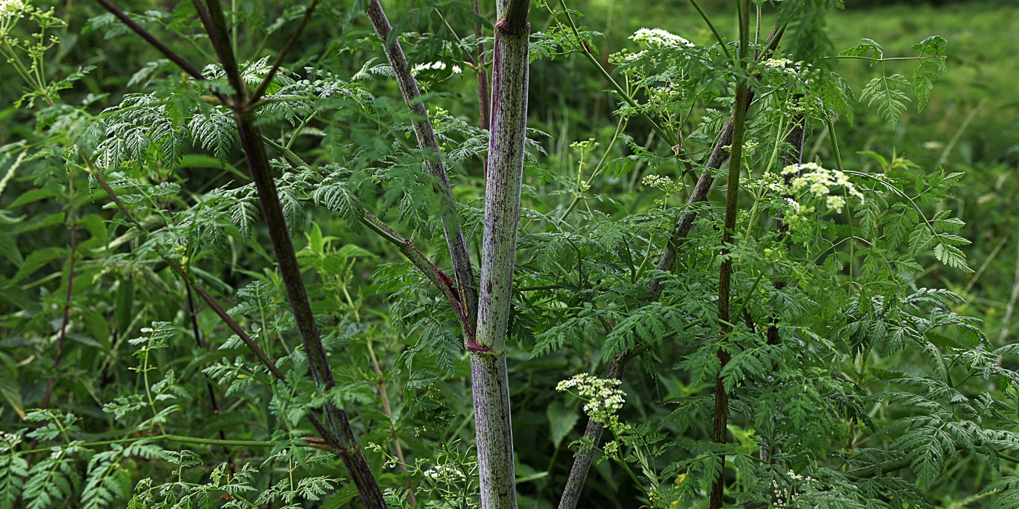 A cluster of hemlock revealing their distinctive purple blotched stems and umbrella-like white flowers