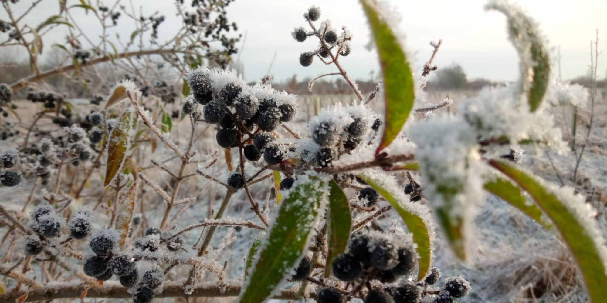 A close-up of privet berries covered in a light frost during winter