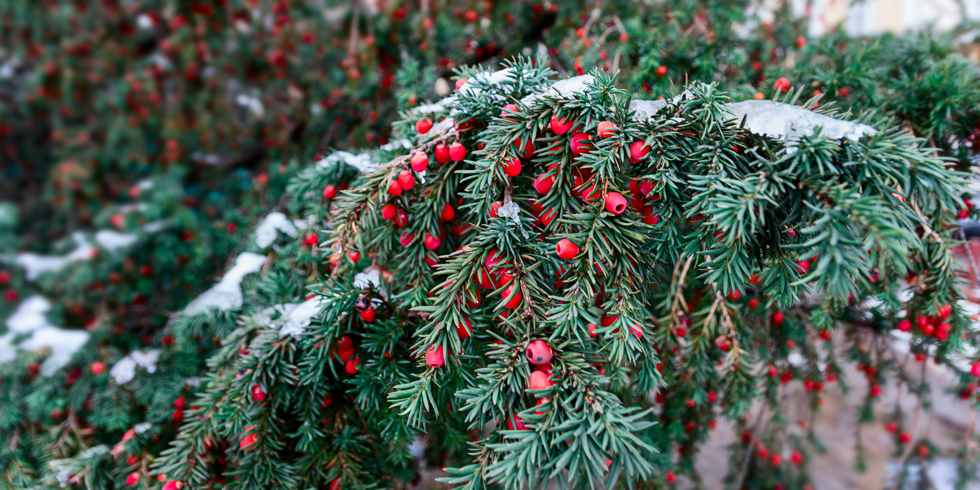 A close up of a yew tree covered in red arils and snow during winter