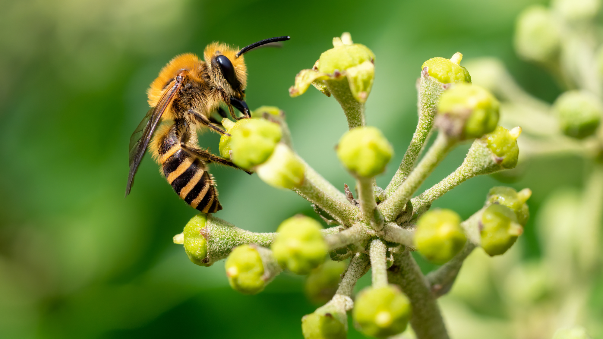 An ivy bee that has landed on an ivy flower