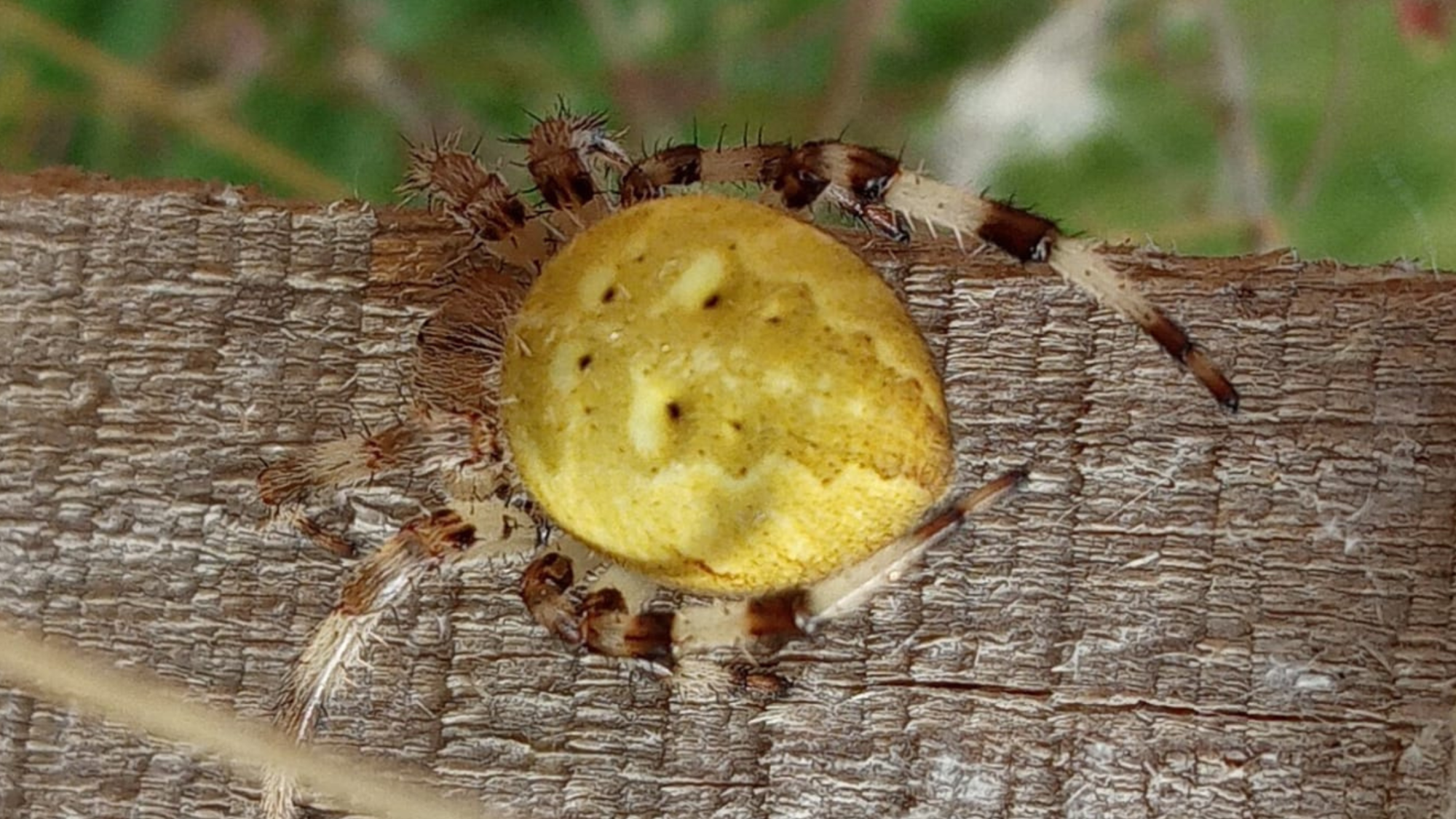A four- spotted orb weaver on a tree branch