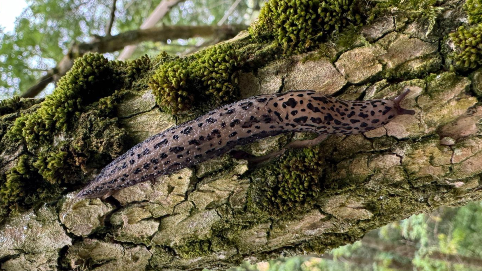 A leopard slug that is making its way down a mossy tree trunk
