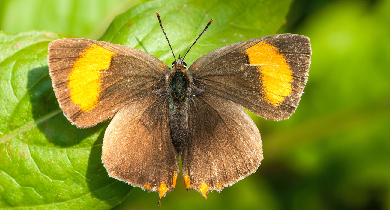 A brown hairstreak sunning itself on a leaf