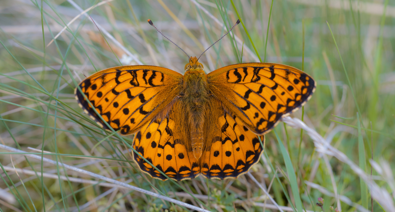 A close up of a dark green fritillary butterfly on grass