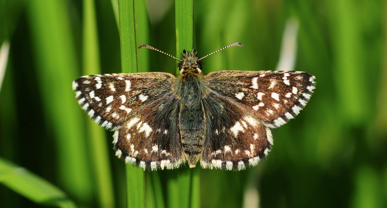 A close up of a grizzled skipper butterfly on grass