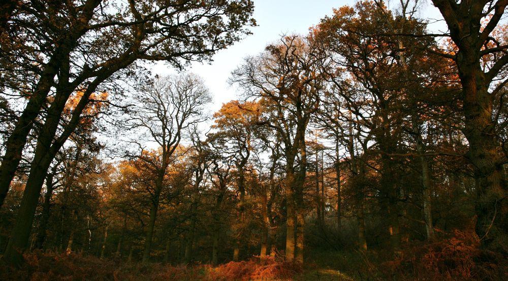 View through a woodland clearing in autumn 