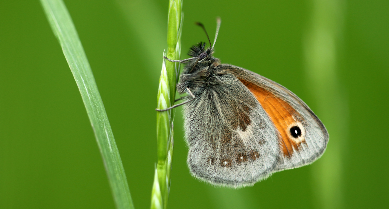 A close up of a small heath butterfly on grass