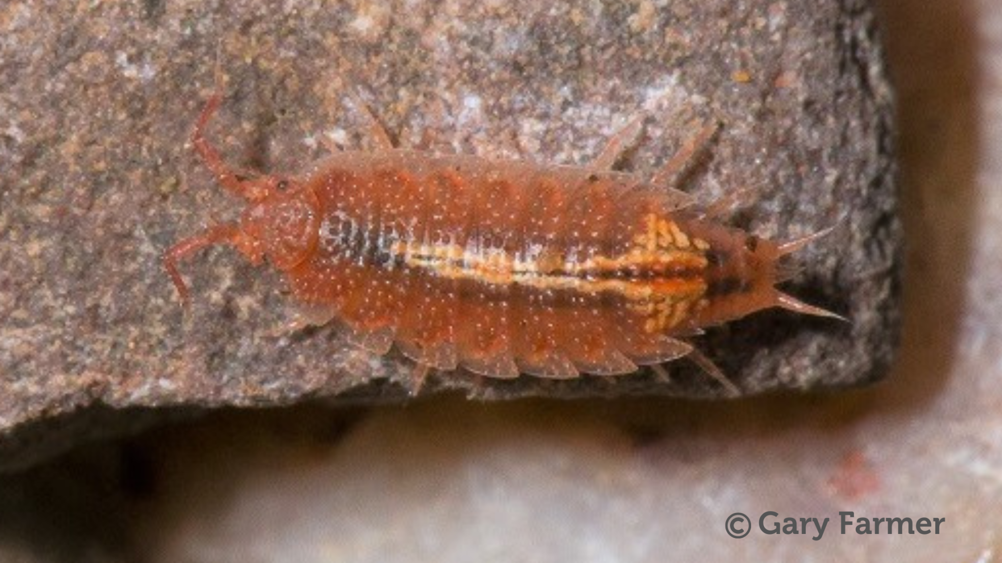 A rosy woodlouse on rubble - photo credit Gary Farmer