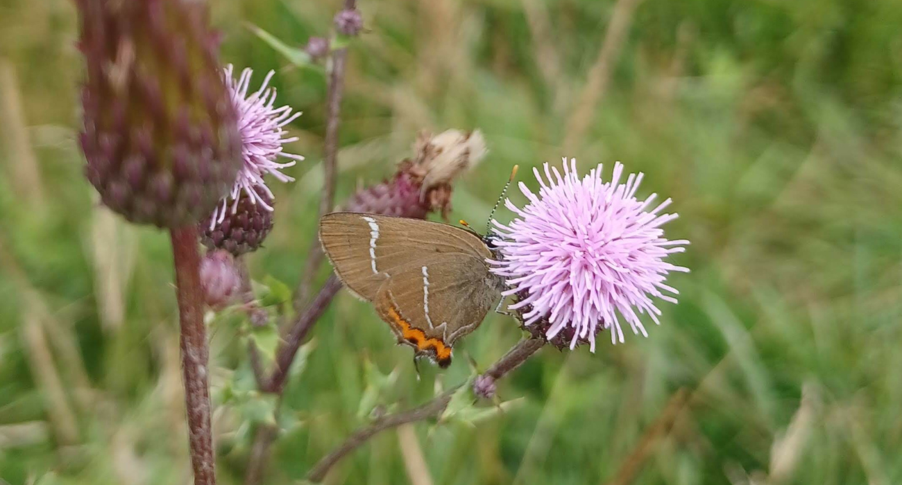 A white-letter hairstreak butterfly on knapweed in Bearley. Credit: Rosie Stone