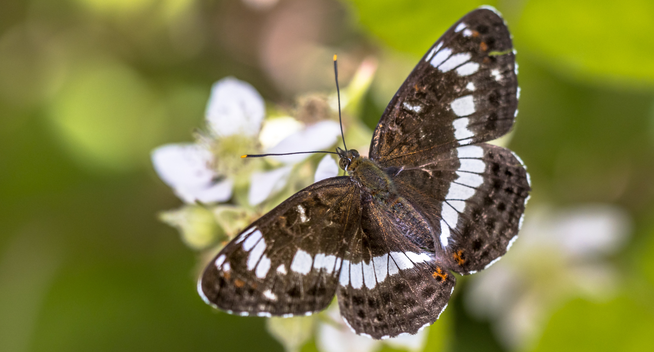 A white admiral butterfly feeding on spring nectar