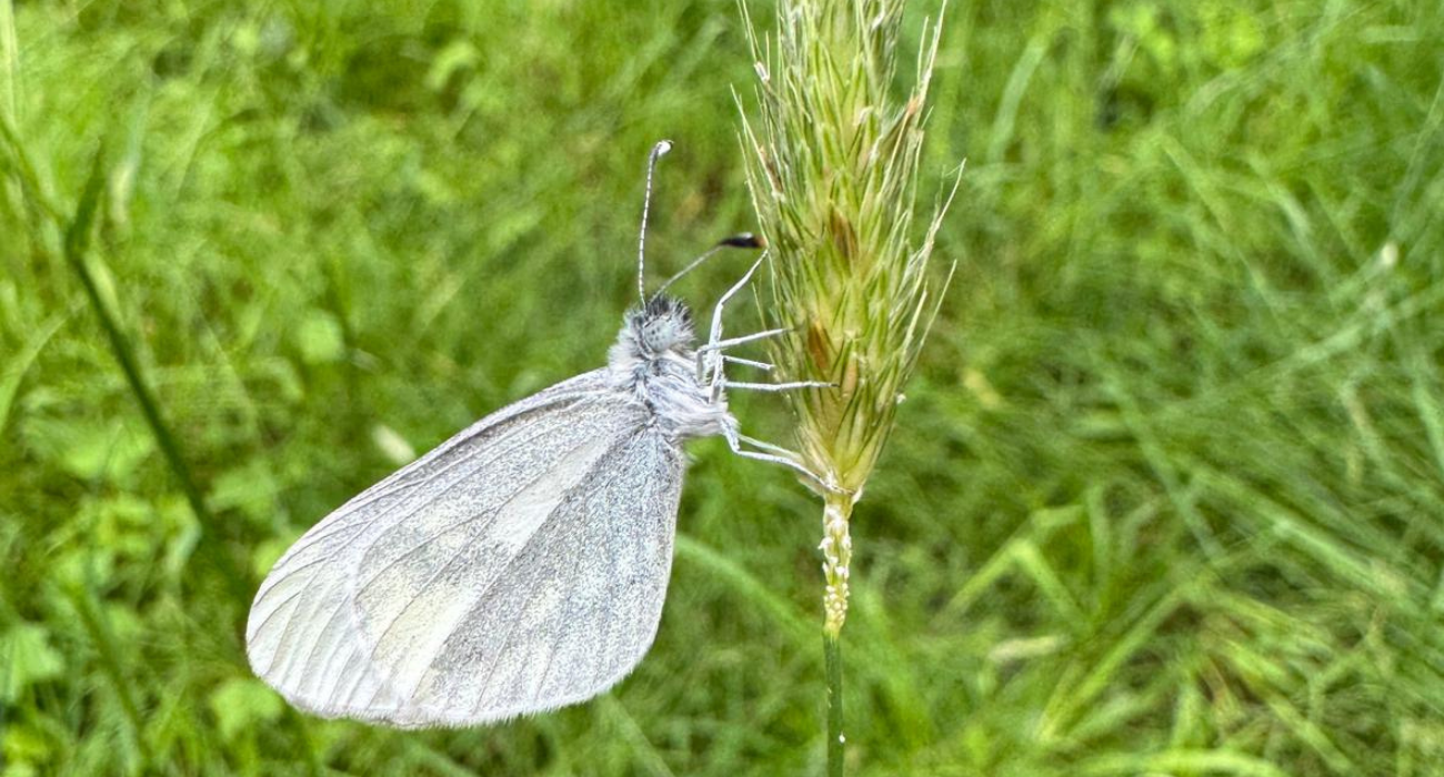 A wood white butterfly at Roundhill Wood taken by Biodiversity Officer (Woodlands) Tasha