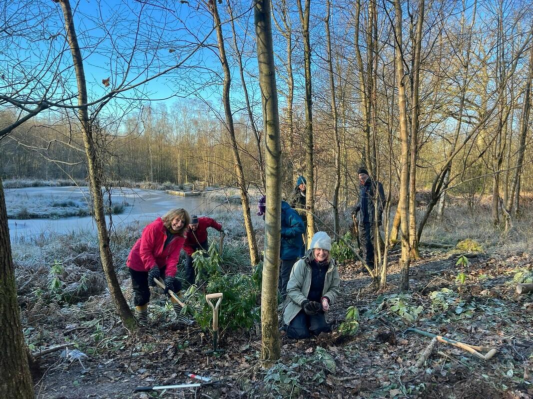 A group of volunteers removing an invasive plant species at Gorcott Hill