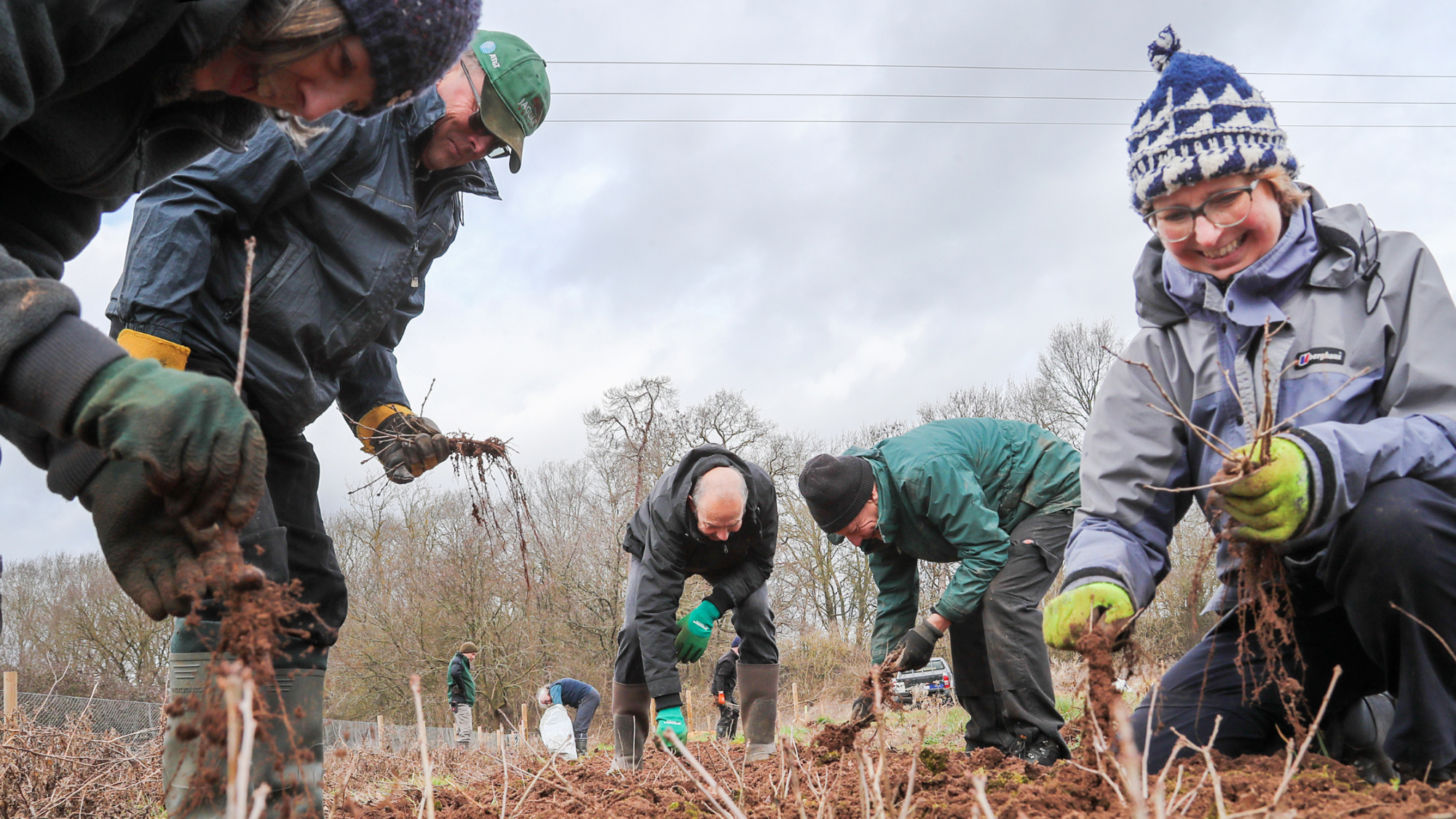 A group of volunteers in the tree nursery pulling up saplings ready for assessing in the tree nursery