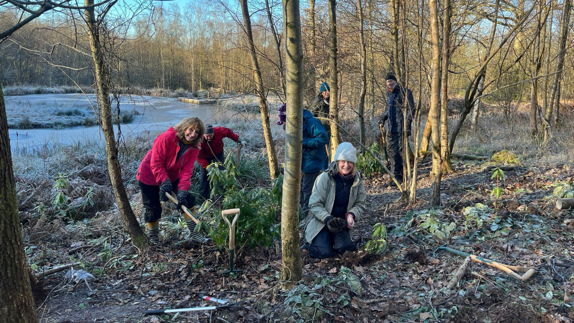 An image of volunteers clearing invasive plant species from a semi ancient woodland