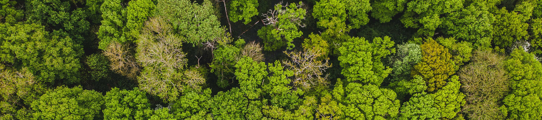 A lush green canopy of the Forest from a birds eye view 