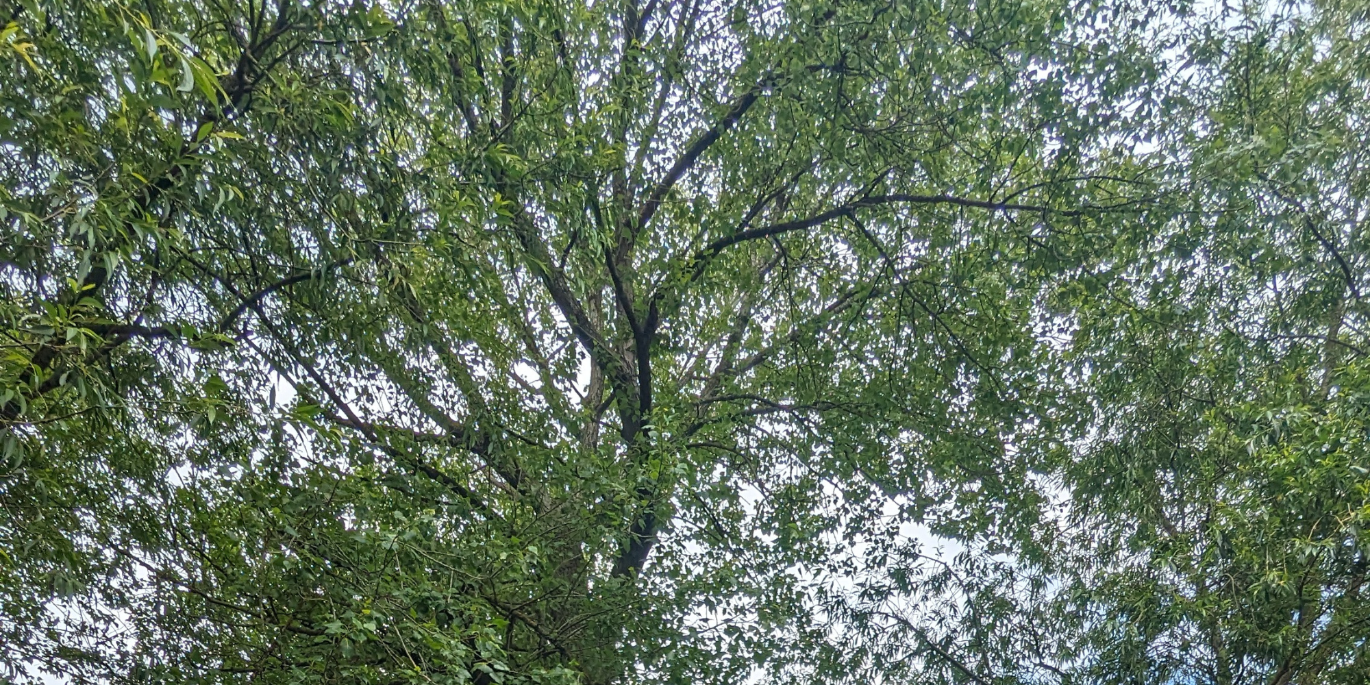 Looking up into the canopy of black poplar tree