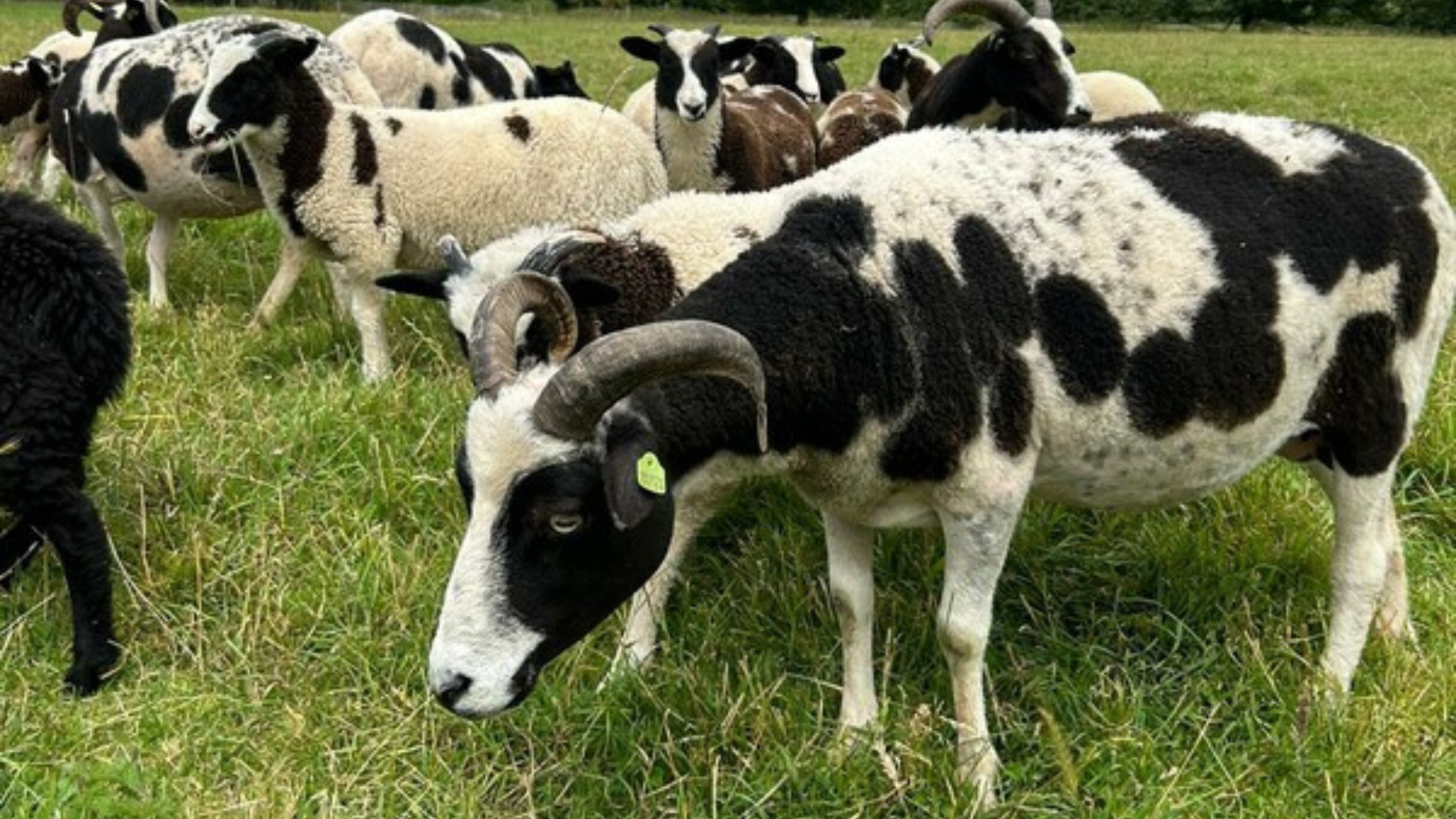 12 week old Jacob ewes grazing