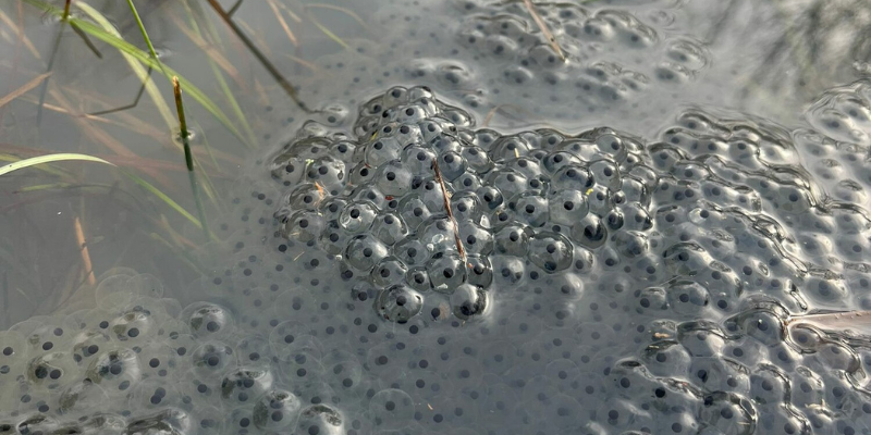 Frog spawn in a pond in the Forest