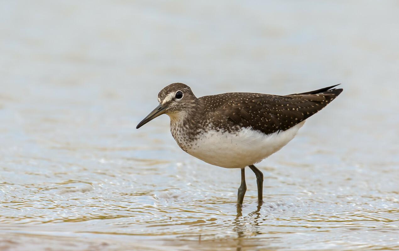 A green sandpiper wading in shallow water