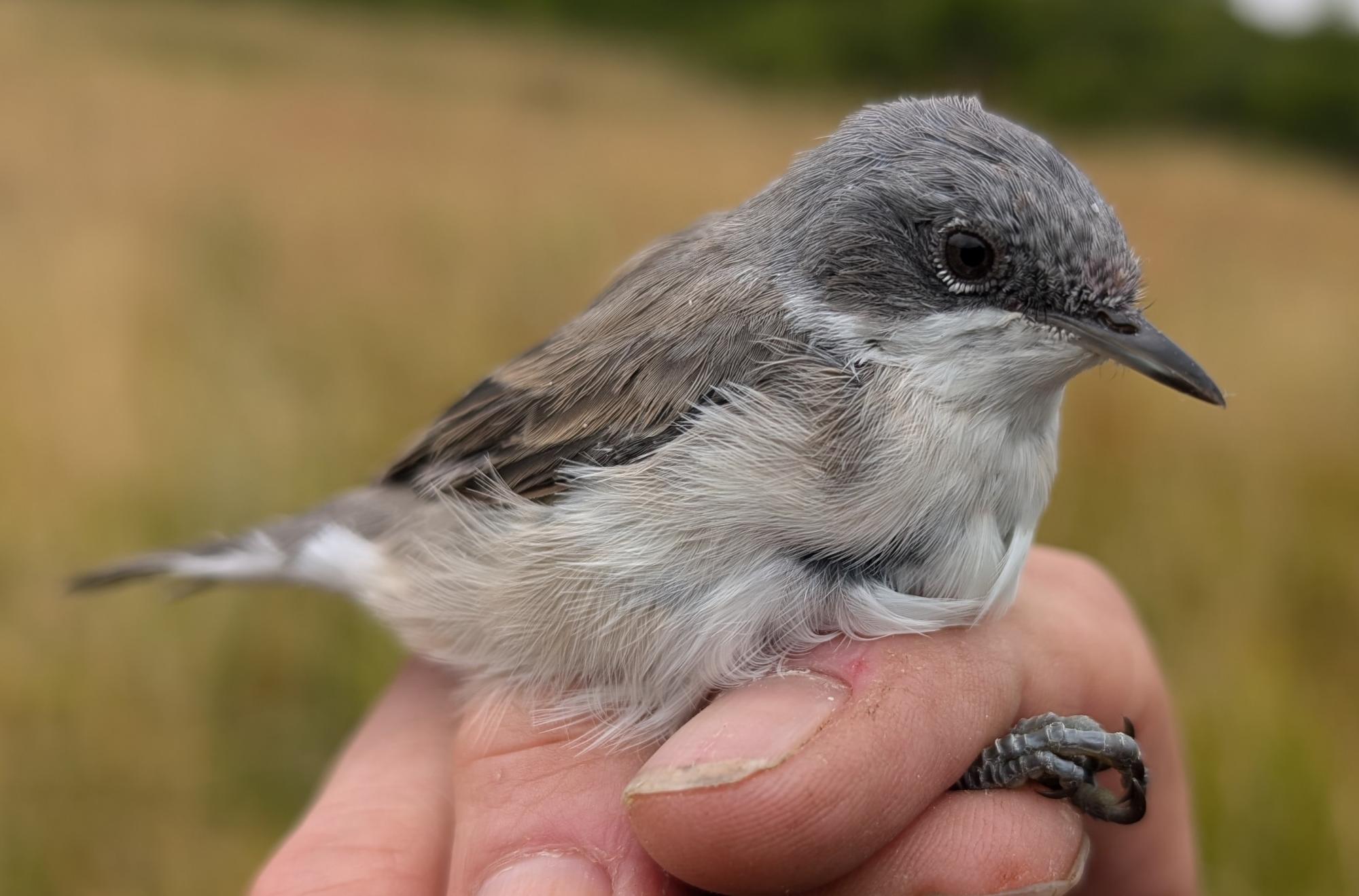 A lesser whitethroat being held by a licenced bird ringer 