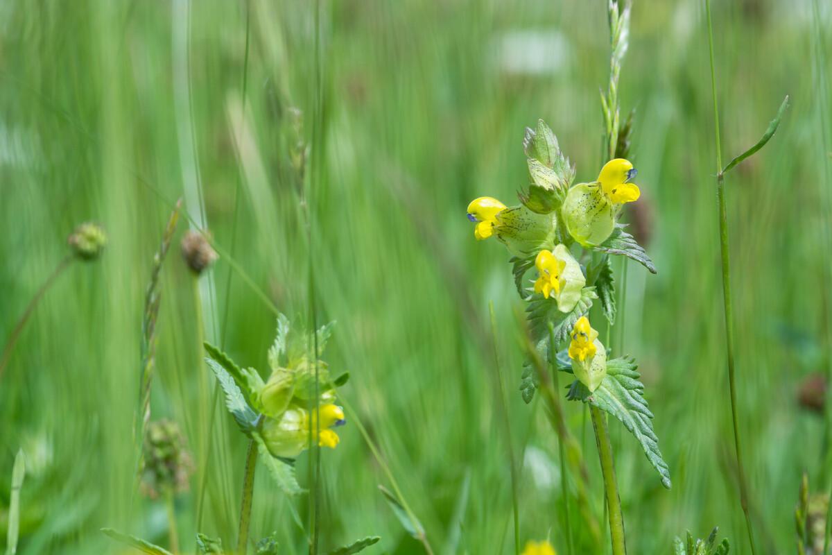  A close up of yellow rattle flower in the meadow