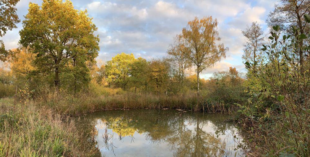 A pond in Roundhill Wood in late afternoon autumnal sunlight