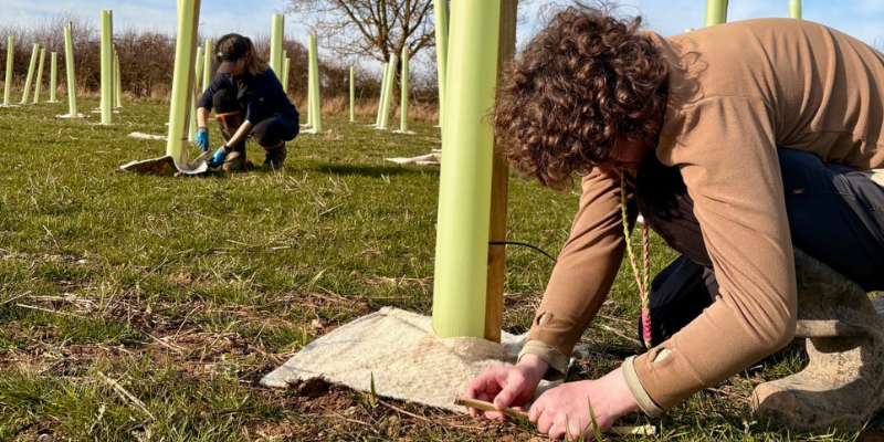 Stefan and Mel from our Forestry team crouching down and securing woolly mulch mats around the bases of newly planted tree saplings in protective guards