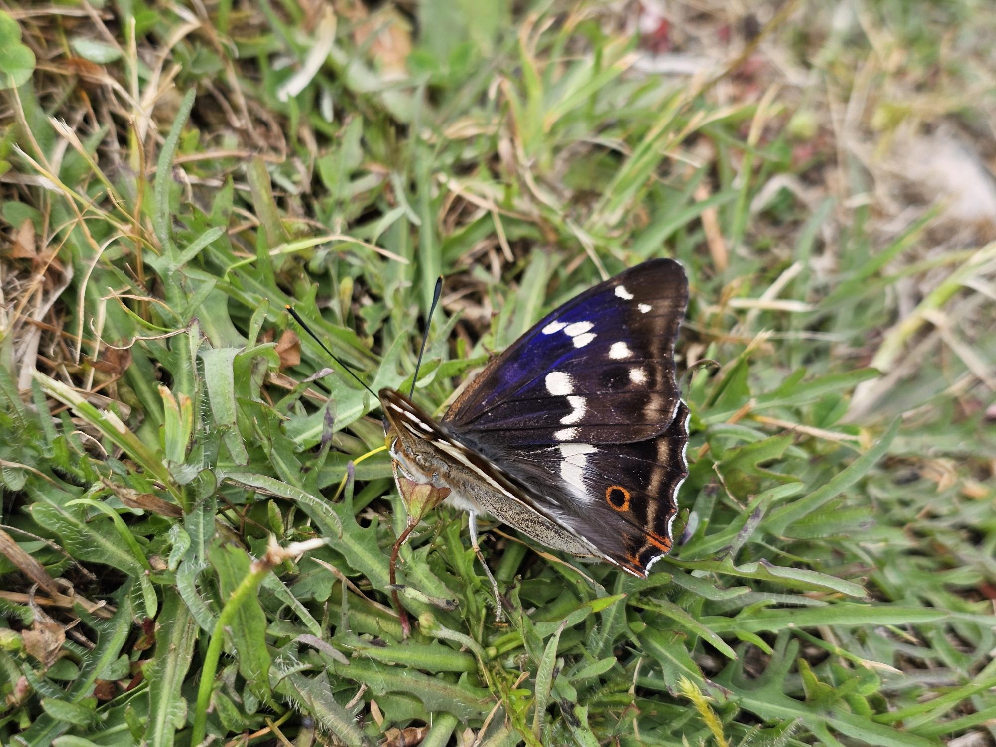 A male purple emperor on the ground found at Alne Wood Natural Burial Ground