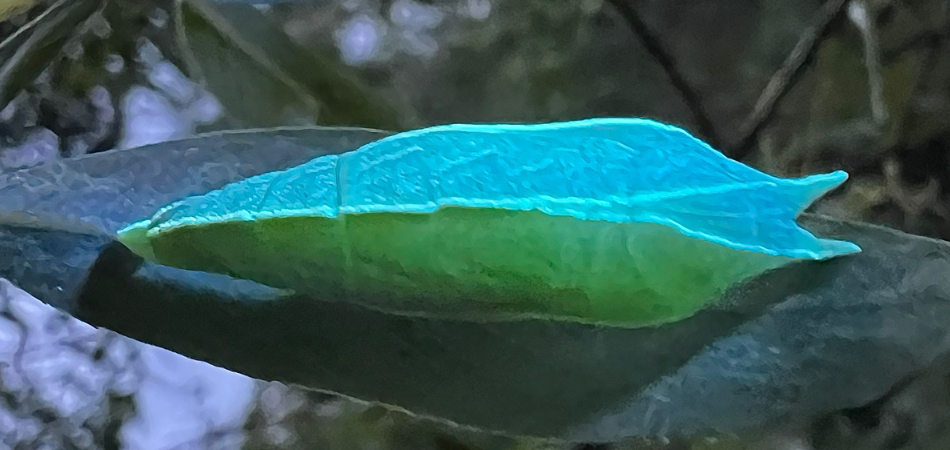 Purple emperor pupa under UV light on a cracked willow leaf credit Simon Primrose 