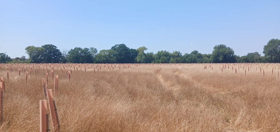 An area, that where the grass has dried out and has caused a barren landscape