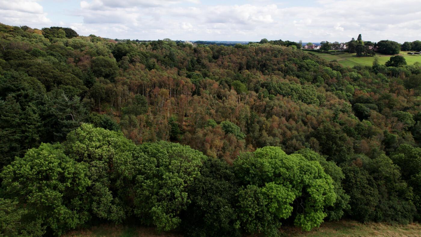 A canopy over looking the trees at Gorcott Hill