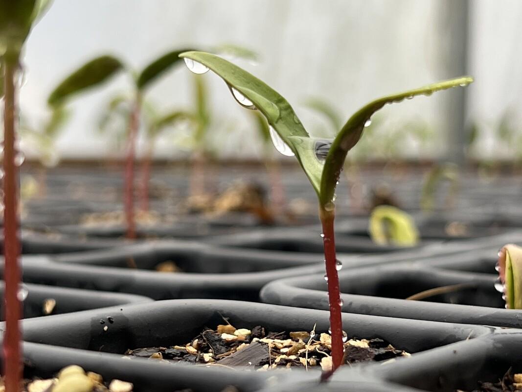 RS10240_Sycamore saplings in the tree nursery - captured by Simon Pipe- Coughton Park - Winter 2024