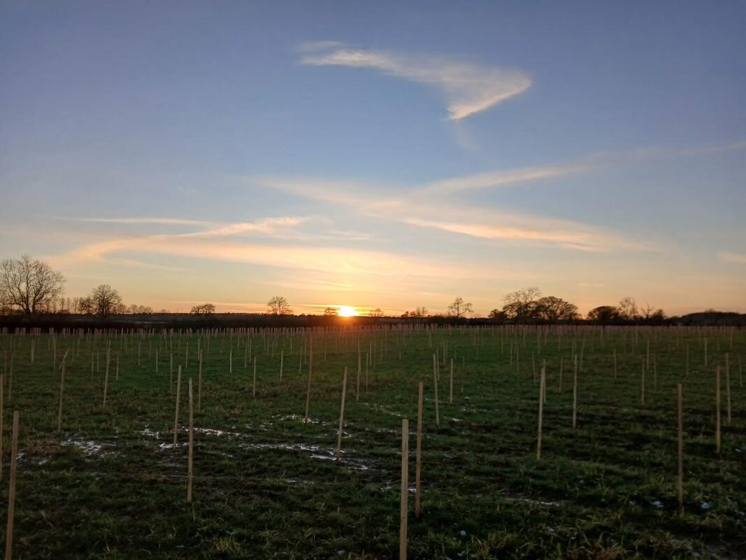 Sunset at Naunton Beauchamp over a new woodland creation 2024