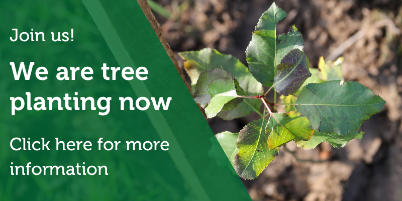 A close up image of a newly planted sapling in the ground