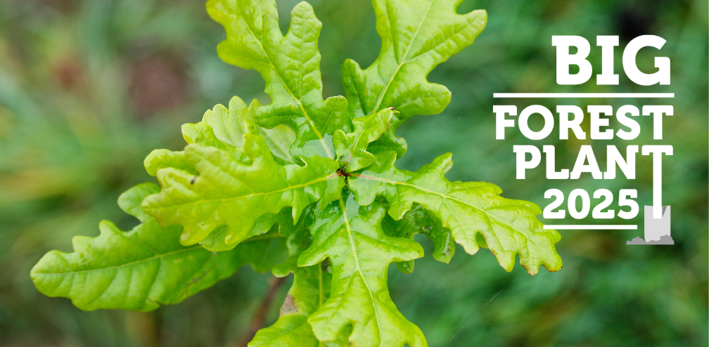 A close up of a young oak sapling from a birds eye view with the Big Forest Plant 2025 logo