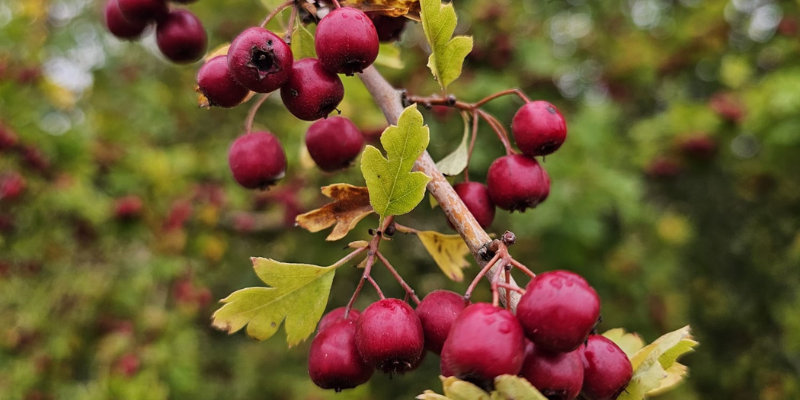 A close up of hawthorn berries