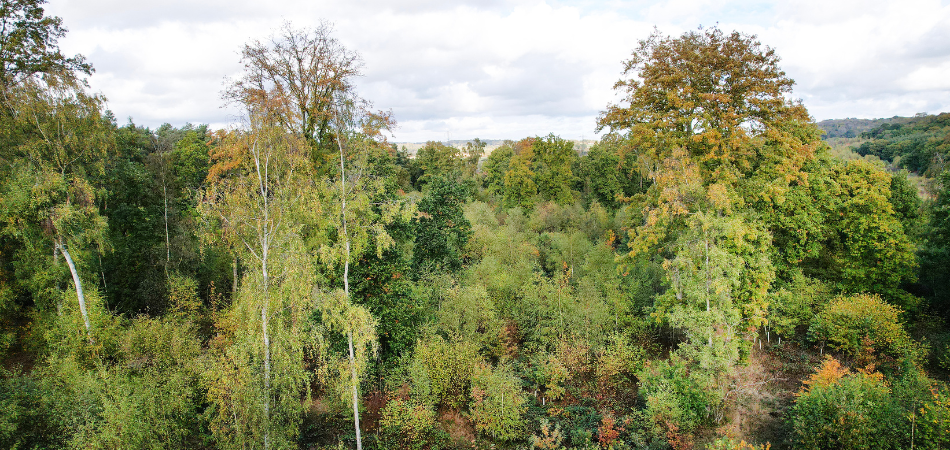 A variety of trees growing in the Forest