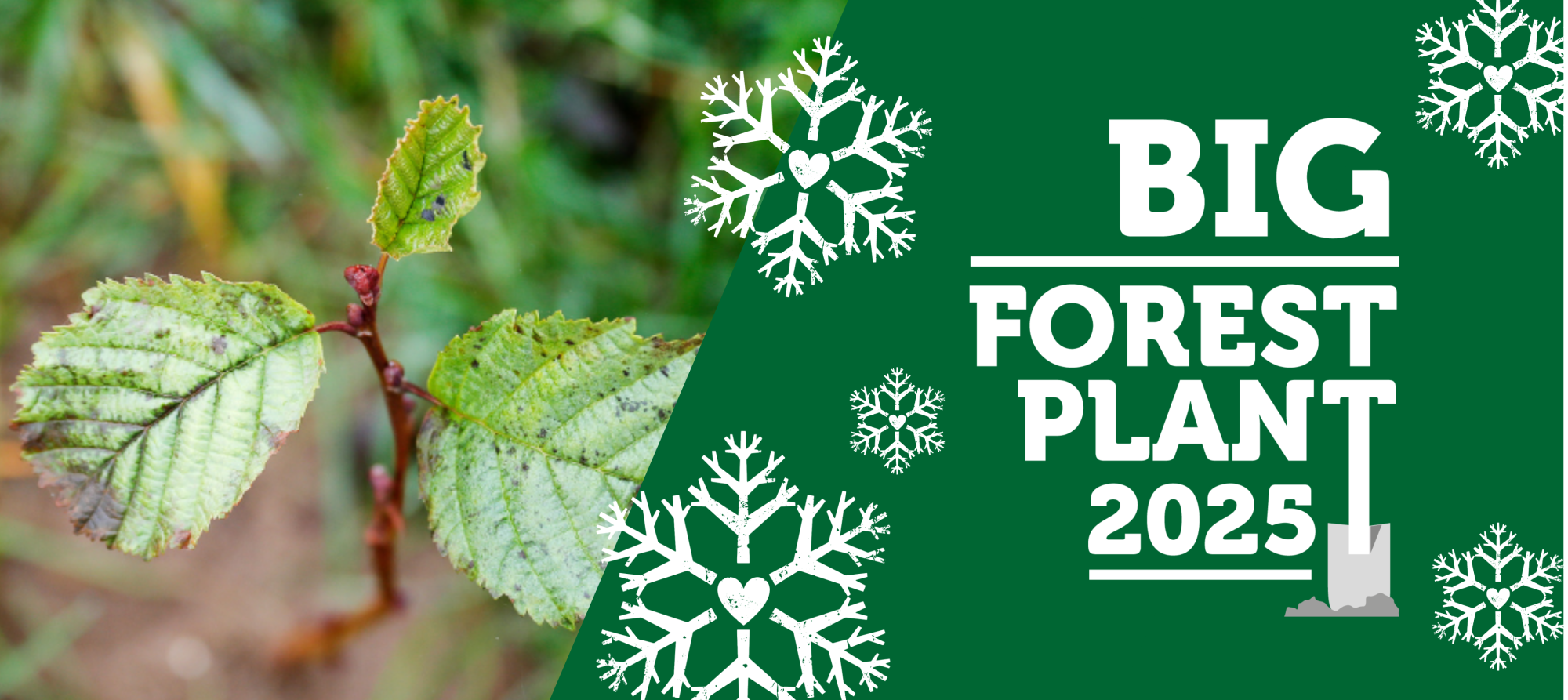 big-forest-plant logo with snow flakes next to the sapling