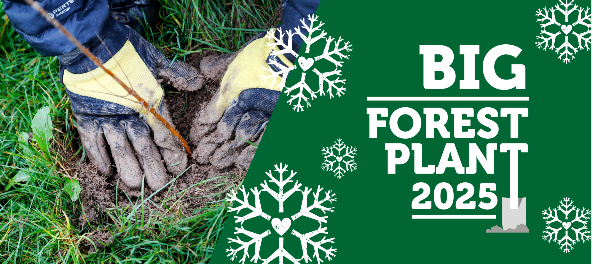 A small sapling being freshly planted in the ground with the the Big Forest Plant logo on the right hand side