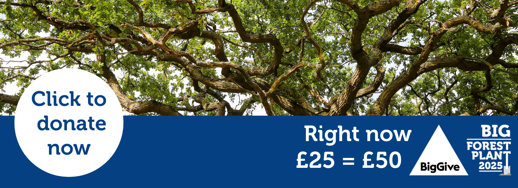 Click to donate here, with ancient tree branches. Big Give logo.