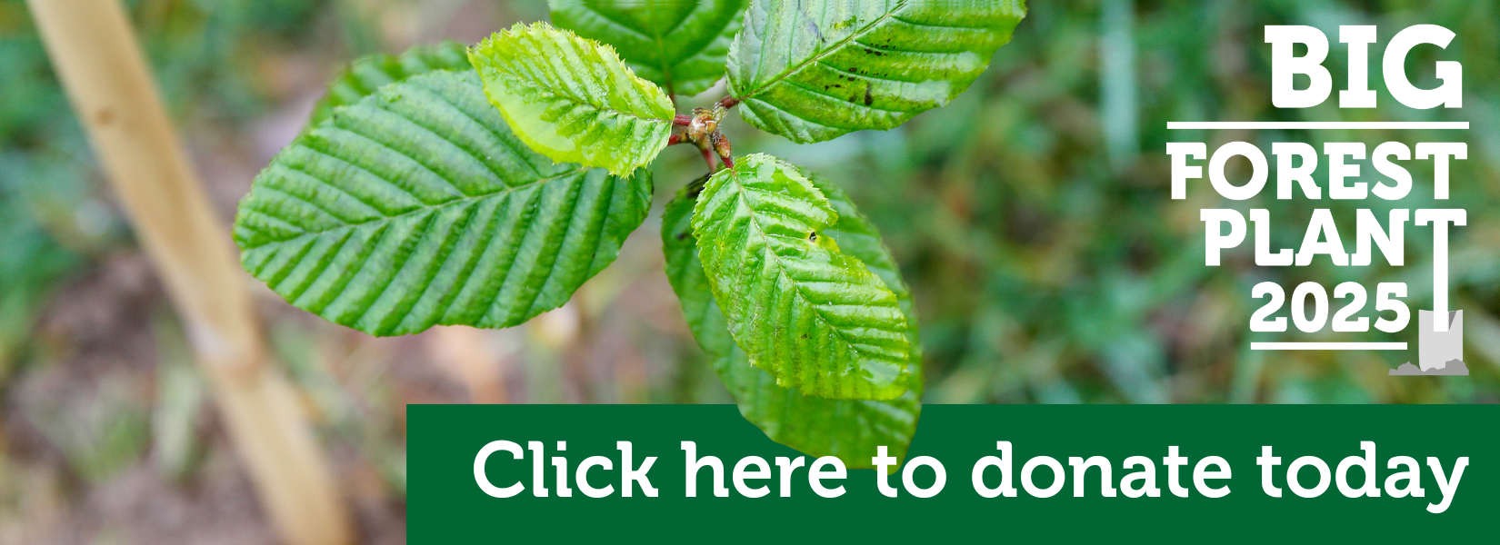 A young tree sapling that has freshly been planted in the Forest floor. With writing that reads click here to donate today