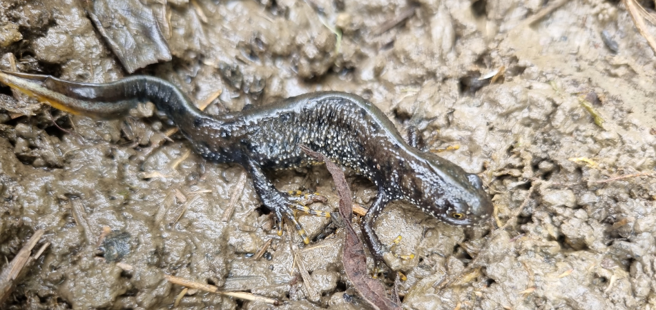 A Great Crested Newt walking in the mud