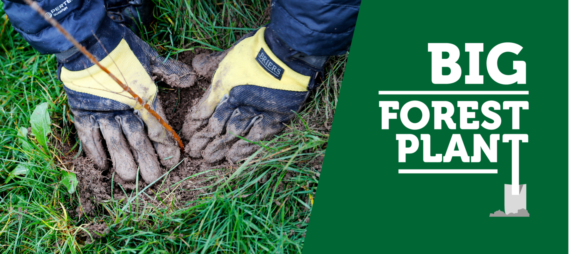 Hands surrounding a freshly planted sapling in the ground with the Big Forest Plant Logo