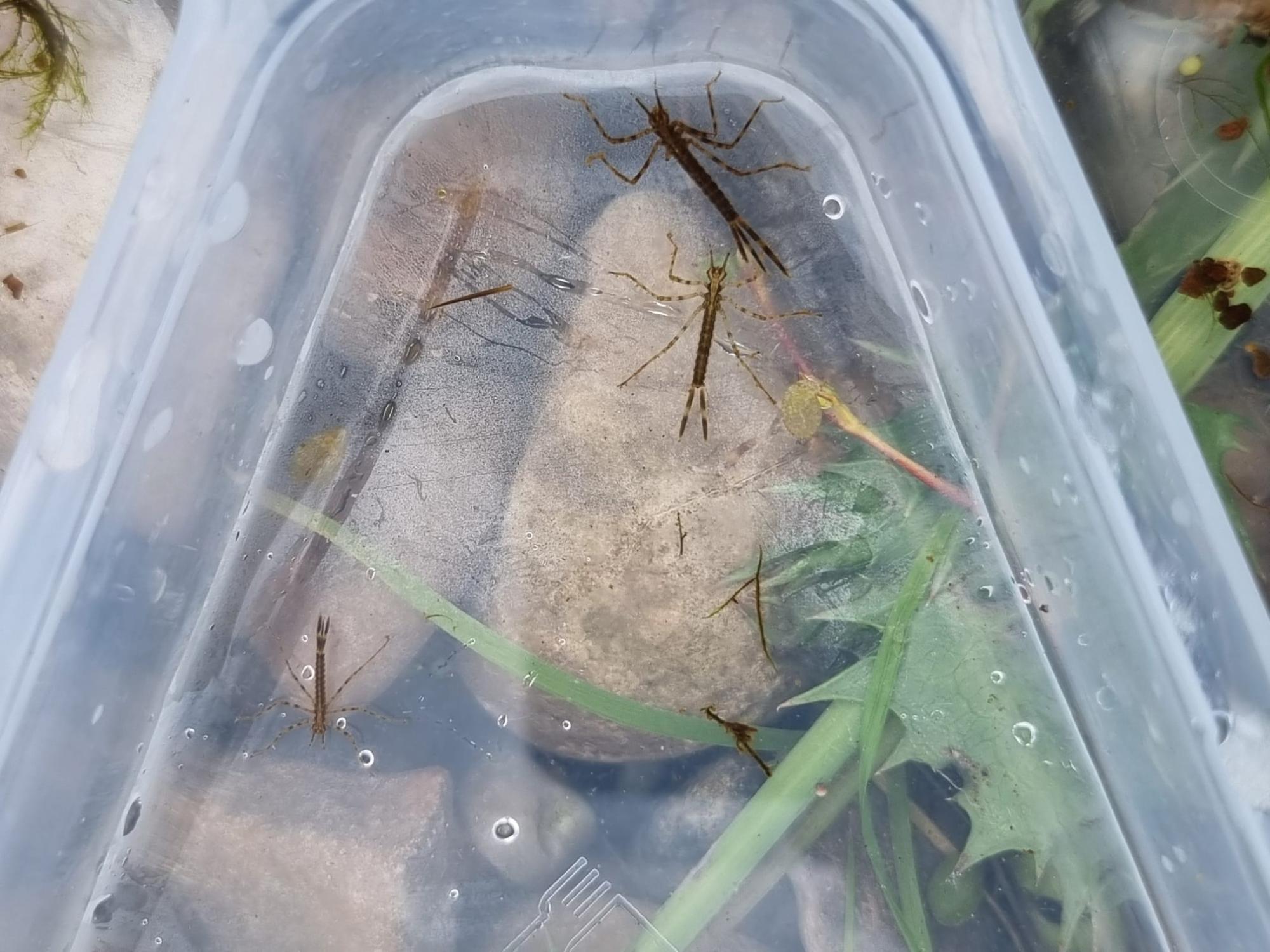 A close up of invertebrates found on a wetland survey